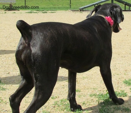 The backside of a black Labrador Corso dog standing in grass next to a dirt path. There is an agility ramp and a chain link fence in the distance.