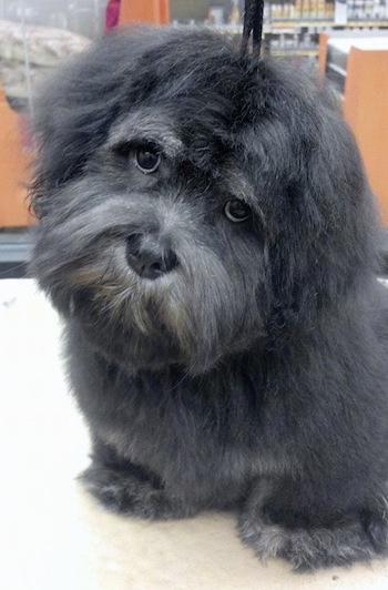 A longhaired, short-legged black Lhasa Apso is sitting on a hardwood floor in a store. Its head is tilted to the right and looking forward. It looks like Harry from Harry and the Hendersons.