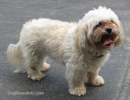 A shaggy, tan and white Maltese is standing on a blacktop and looking forward. Its mouth is open and tongue is out.
