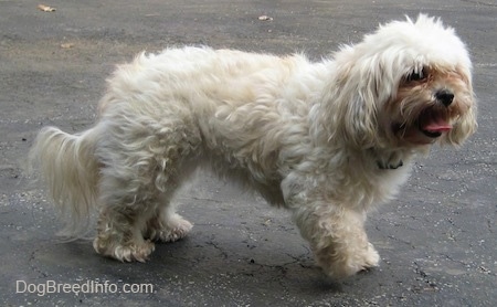 maltese big dog