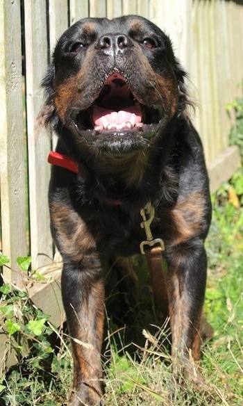 A black and brown Mammut Bulldog is sitting in grass next to a wooden fence. Its mouth is open.