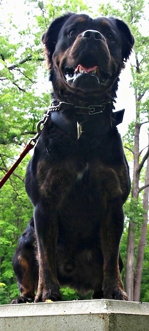 A black and brown Mammut Bulldog is sitting on a stone structure outside panting and drooling.