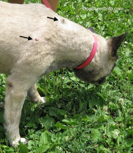 Two Black Arrows pointing to the lumps protruding from the back and side of a shaved Norwegian Elkhound who is sniffing the grass