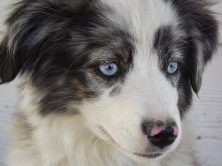 Close up head shot - A blue-eyed white with black and brown Miniature Australian Shepherd puppy is laying down outside. Its nose is pink and black in color.