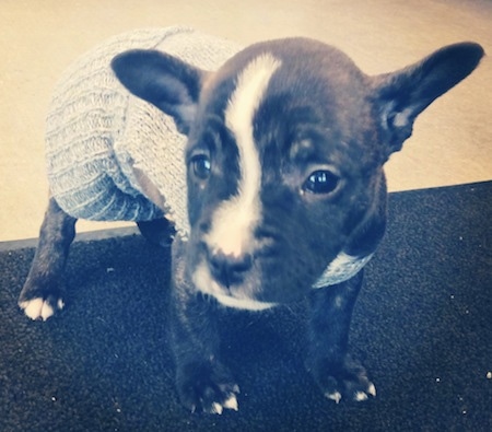 bull terrier x french bulldog