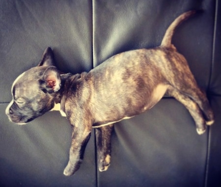 A black brindle Miniature French Bull Terrier puppy is sleeping on its right side and on top of a black leather couch.