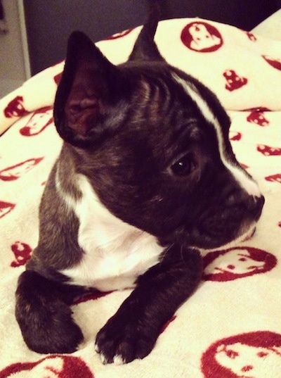 Front view upper body shot - A black with white Miniature French Bull Terrier is laying on and under a white with red blanket that has dog faces on it and looking to the right.