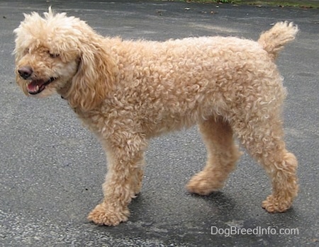 adult miniature poodle