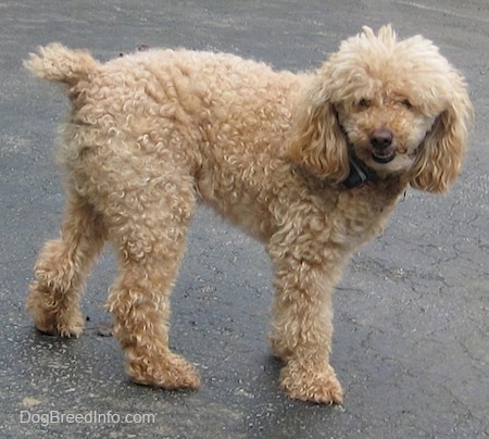 adult mini poodle