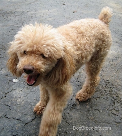 adult miniature poodle