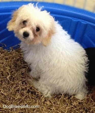 A cream with tan Miniature Poodle puppy sitting in a kiddie pool filled with shredded brown paper with its back to the camera and it is turned looking back . There is another puppy sitting next to it.