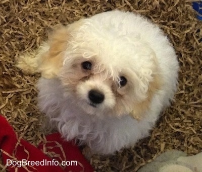 View from the top looking down at the dog - A cream with tan Miniature Poodle puppy is sitting in a kiddie pool of shredded brown paper.