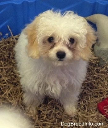 View from the front - A cream with tan Miniature Poodle puppy is sitting in a kiddie pool of shredded brown paper looking forward.