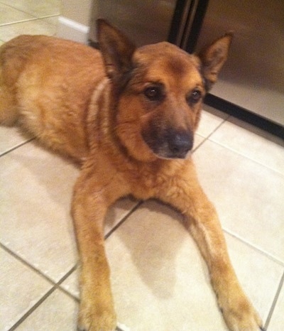 Image Result For German Shepherd Queensland Heeler Mix Image Result For German Shepherd Queensland Heeler Mix