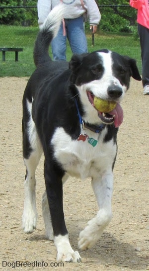 View from the front - A black with white Saint Bernard/Schipperke/Weimaraner is walking across dirt and it has a green tennis ball in its mouth.