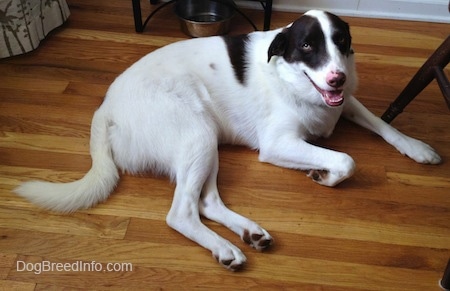 A white with brown, large, mixed breed dog is laying across a Hardwood floor with its mouth open.