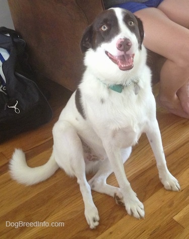 A white with brown Dog with its mouth open and tongue out is sitting on a hardwood floor.