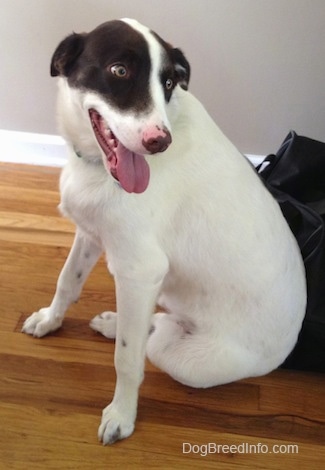 The left side of a white with brown Dog that has its mouth open and tongue out. It is sitting on hardwood floor against a bag