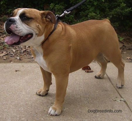 Left Profile - A tan with white and black Olde English Bulldogge is standing on a sidewalk looking forward. Its mouth is open and tongue is out. It has wrinkles on its face and a wide tongue.