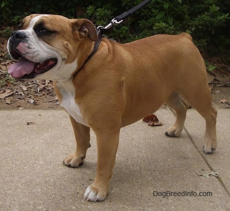 white and tan english bulldog