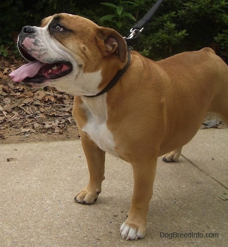 Side view upper body shot - A panting, wide-chested, tan with white and black Olde English Bulldogge is standing on a sidewalk looking up.