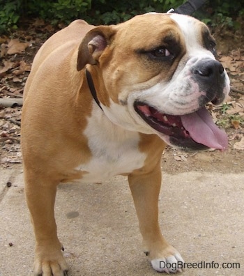 Front view - A panting, happy looking, big-headed, wide-chested, tan with white Olde English Bulldogge is standing on a sidewalk with its head turned to the right but its eyes are looking forward towards the camera. Its mouth is open and tongue is out.