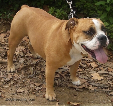 Front side view - A panting, tan with white Olde English Bulldogge is standing in dirt and brown fallen leaves looking to the right. It has a wide chest and wrinkles on its head.