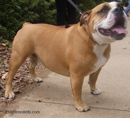 Front side view - A large-headed, wide-chested, tan with white Olde English Bulldogge is standing across a sidewalk looking up. Its mouth is open and its big tongue is out.