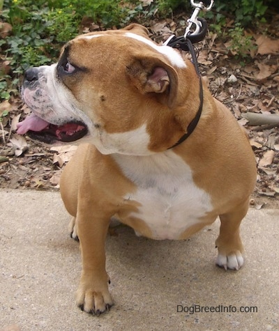 Front view - A panting, wide-chested, tan with white Olde English Bulldogge is sitting on a sidewalk looking to the left.