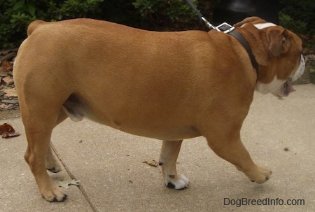 Right Profile - A panting, tan with white Olde English Bulldogge is walking across a sidewalk. Its front paw is off of the ground.