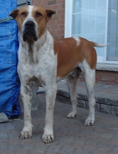 Front side view - A brown and white Pakistani Mastiff is standing on a stone porch and it is looking forward. There is a blue tarp next to it and a brick house behind it. The dog has brown ticking on the skin of its white areas.