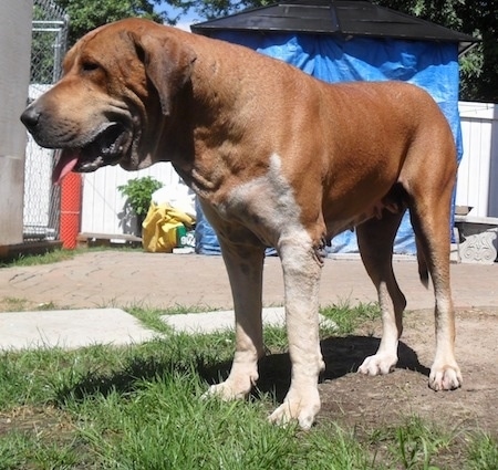 pakistani bully kutta images