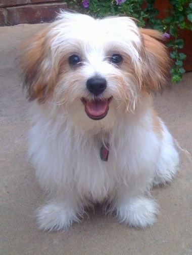 papillon maltese mix dog