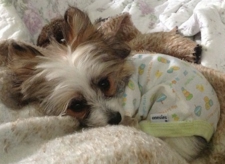 Close up - A white with brown Papitese puppy is laying in a circle on a dog bed and it is wearing a onesie.