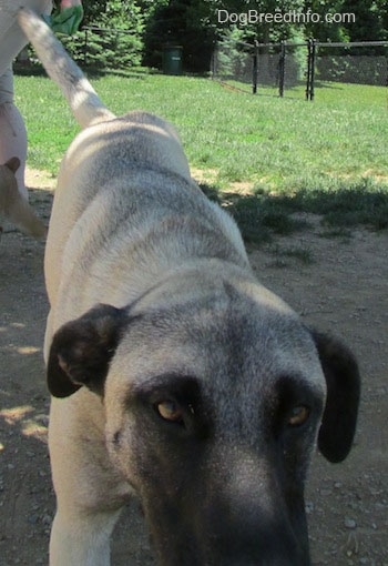 Close up front view - A tan with black Patterdale Shepherd dog is standing in dirt and its head is down.