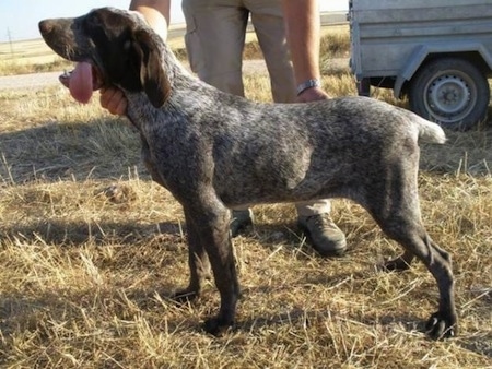 Left Profile - A brown and white Perdiguero de Burgos dog is standing in a field and its mouth is open and tongue is hanging out to the side. There is a person touching its side to position the dog in a show stack.