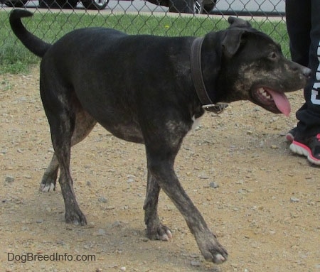 pitbull and blue heeler