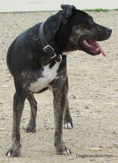 Front view - A black with tan and white Pit Heeler is wearing a black leather collar standing on a dirt surface looking to the right. Its mouth is open and tongue is out. It has a brown brindle pattern on its legs and face and a white chest and toes. The rest of its body is black.