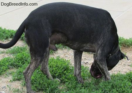 Side view - A black with tan and white Pit Heeler is sniffing down at the grass that is under it. It has brown brindle on it legs and face.