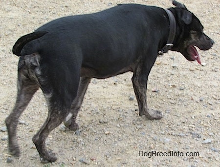The back right side of a panting, black with tan and white Pit Heeler dog walking in dirt.
