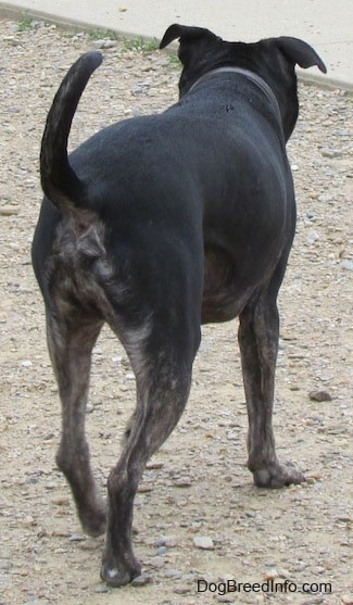 The backside of a black with white Pit Heeler that is walking up a dirt surface. The dog's tail is up.