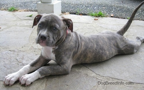 black brindle pitbull puppy