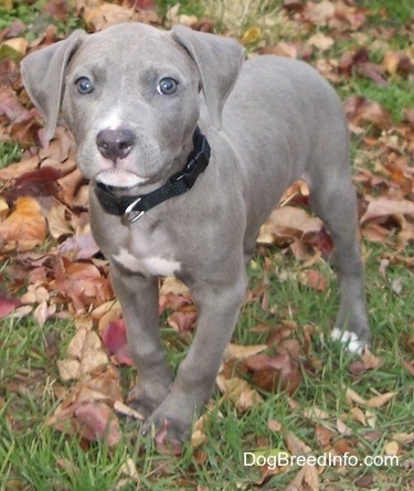 gray baby pitbull