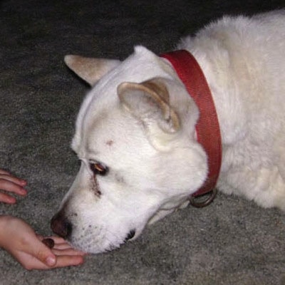 Close up side view head shot of a short-haired, thick-coated, white with tan Pitsky wearing a red collar sniffing an item that a person is holding in the palm of their hand.