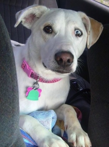 Front view head and upper body shot - A rose-eared, short-haired, white with tan Pitsky, with two different colored eyes one blue and one brown.