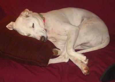 Side view - A tan with white rose-eared, short-haired, Pitsky is sleeping on a human's bed covered in maroon blankets with its head on a maroon pillow.