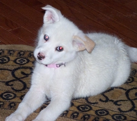 Close up front side view - A rose-eared, white with tan Pitsky puppy wearing a pink collar laying down on a brown rug with its head tilted to the right.
