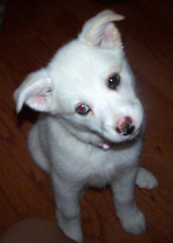 Close up front view - A rose-eared, white with tan Pitsky puppy with two different colored eyes is sitting on a hardwood floor with its head tilted to the left. Its nose is brown and pink.