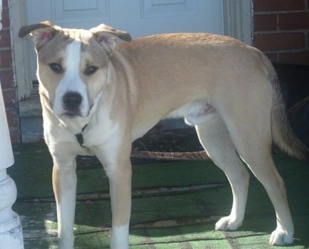 Side view - A short-haired, rose-eared, tan with white Pitsy is standing on a porch in front of a door and it is looking forward.