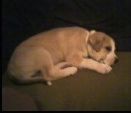 Side view - A tan with white Pitsky puppy is laying down on a pillow.